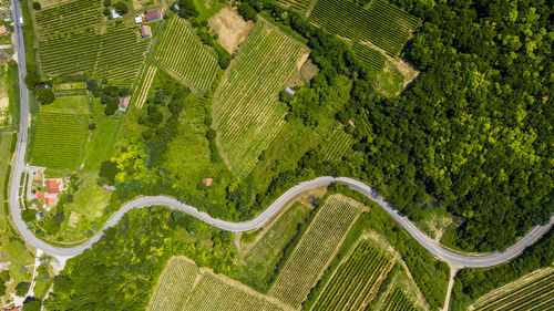 High angle view of agricultural field