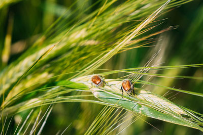 Close-up of spider on grass