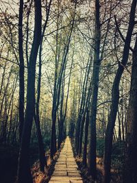 Narrow pathway along trees in forest