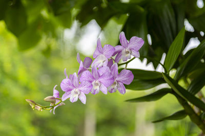 Close-up of purple flowering plant