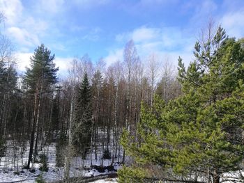 Low angle view of fresh green trees against sky