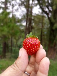 Close-up of hand holding strawberry