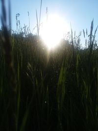 Close-up of grass growing on field against sky during sunset