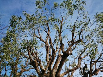 Low angle view of tree against sky