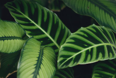 Close-up of green leaves