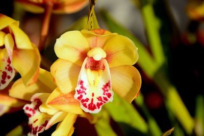 Close-up of yellow flowering plant