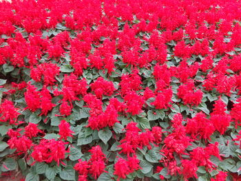 Full frame shot of pink flowers