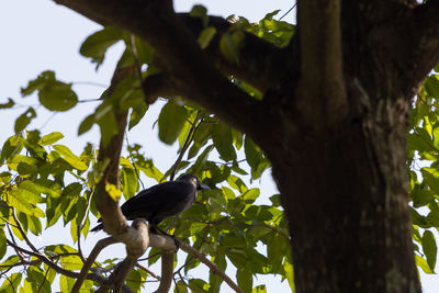 Low angle view of bird perching on tree