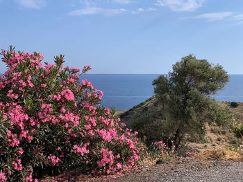 Pink flowering plants by sea against sky