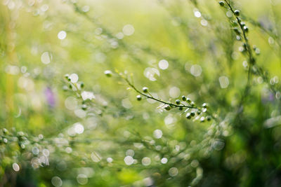 Close-up of water drops on leaf