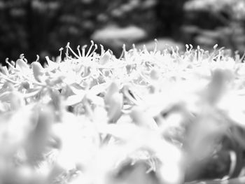 Close-up of white flowering plants