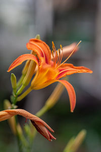 Close-up of orange lily blooming outdoors