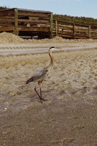 View of a bird on field