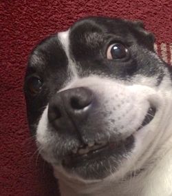 Close-up portrait of a dog