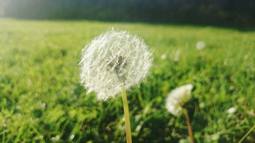 Close-up of dandelion growing in field