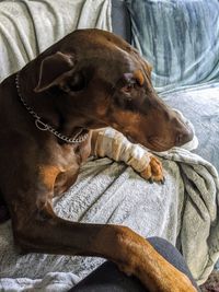 Close-up of a dog resting on bed