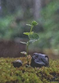 Close-up of lizard on plant