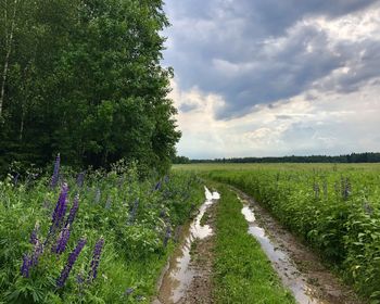 Scenic view of grassy field against sky