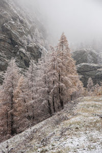 View of snow covered land