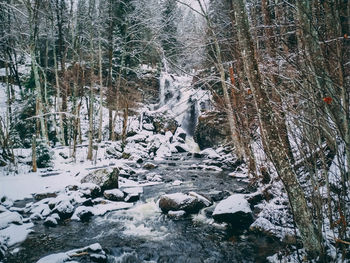 Snow covered trees in forest