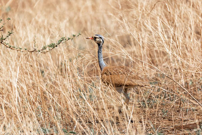 Bird standing in a field