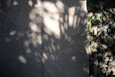 Full frame shot of plants against wall