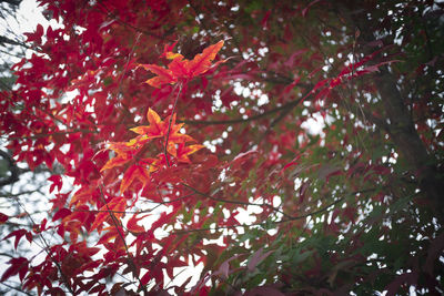 Low angle view of maple leaves on tree