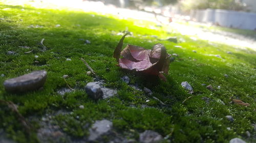 Close-up of crab on grass