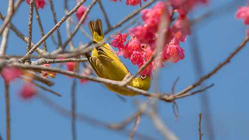 Low angle view of flowering plant on branch