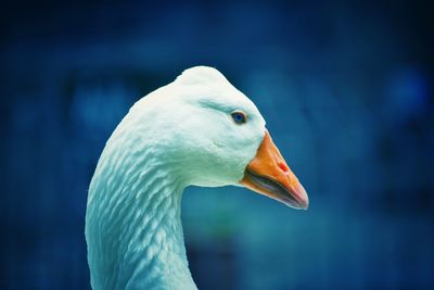 Close-up of bird