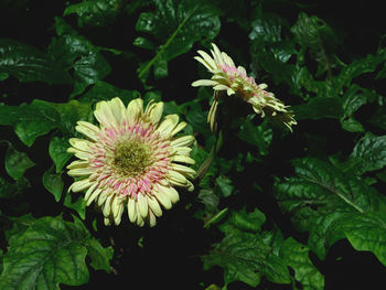 High angle view of pink flowering plant