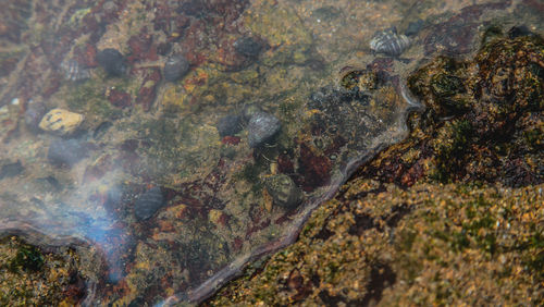 Close-up of rocks in water