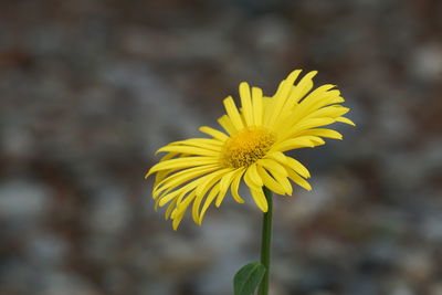 Close-up of yellow flowering plant