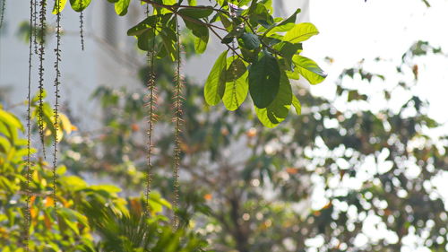 Close-up of fresh green plants