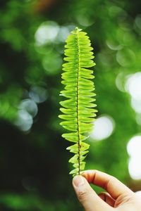 Close-up of cropped hand holding leaves