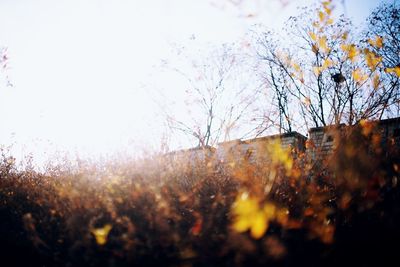 Close-up of tree against sky