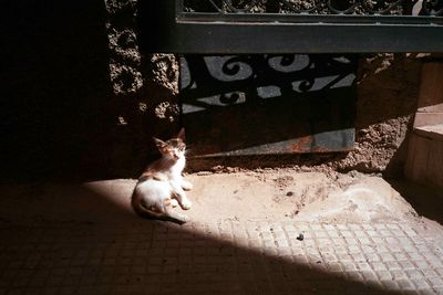 Cat relaxing on tiled floor