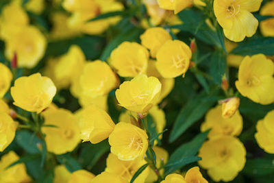 Yellow flowers of evening primrose - oenothera fruticosa