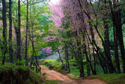 Dirt road passing through forest