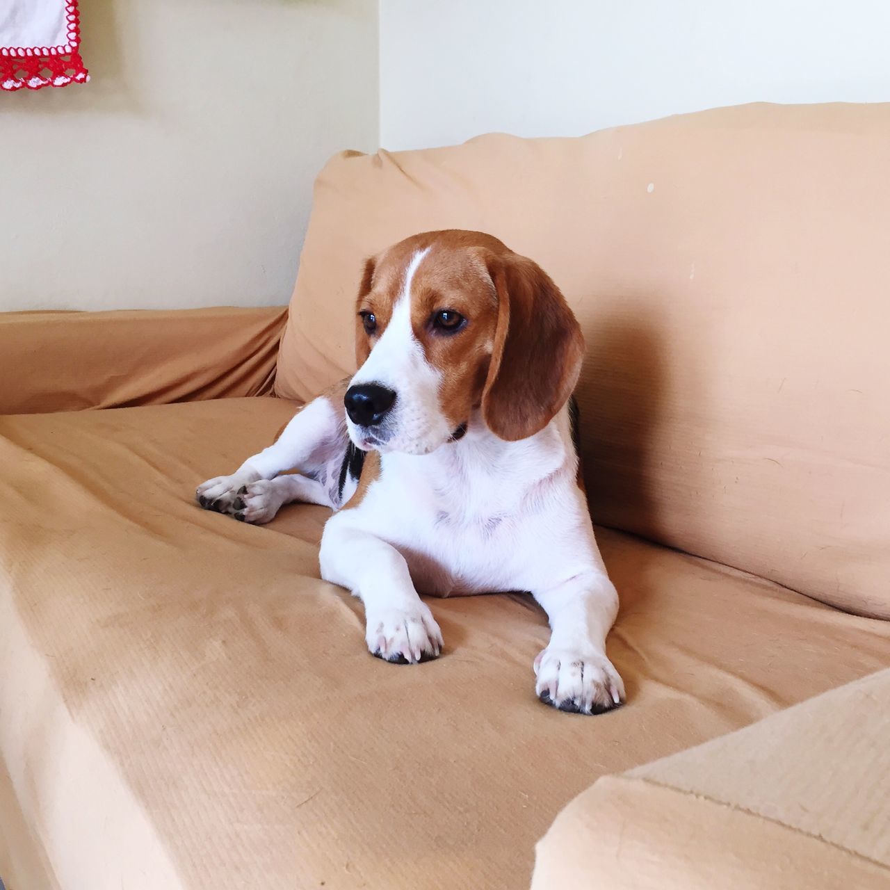 pets, dog, domestic animals, one animal, animal themes, mammal, indoors, relaxation, portrait, looking at camera, full length, sitting, home interior, lying down, no people, resting, high angle view, bed, flooring