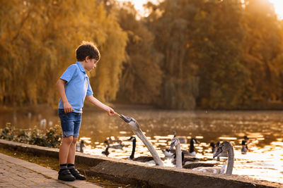 A boy is feeding ducks geese and swans by the lake at sunset