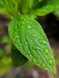 Wet spring green in macro.