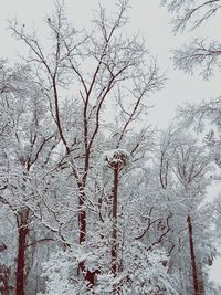 Low angle view of bare trees in winter