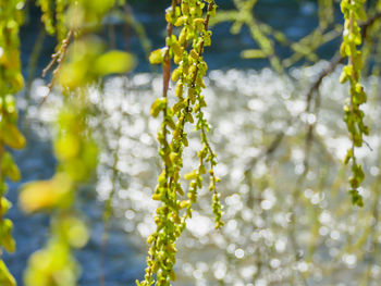 Close-up of fresh green plant