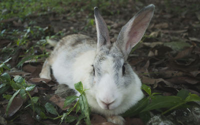 Close-up of a cat lying on field