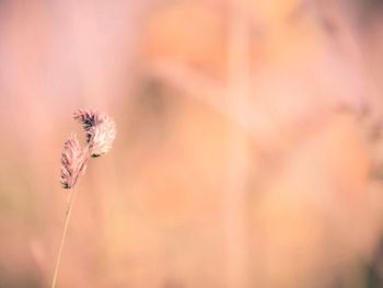 Close-up of flower plant against blurred background