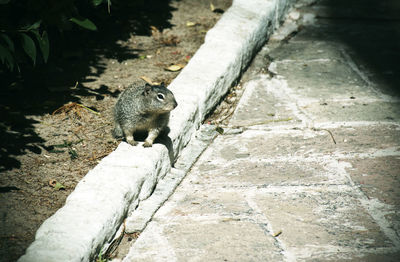 Squirrel on wood