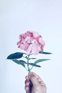 Cropped hand of person holding flowers against white background