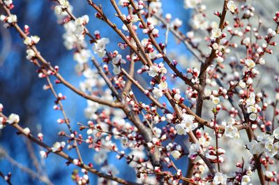 Low angle view of flowers on branch