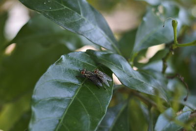 Close-up of insect on leaf